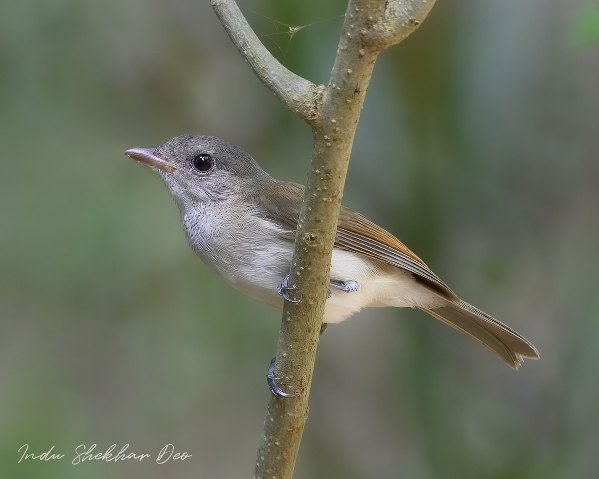 Mangrove Whistler - ML620598698