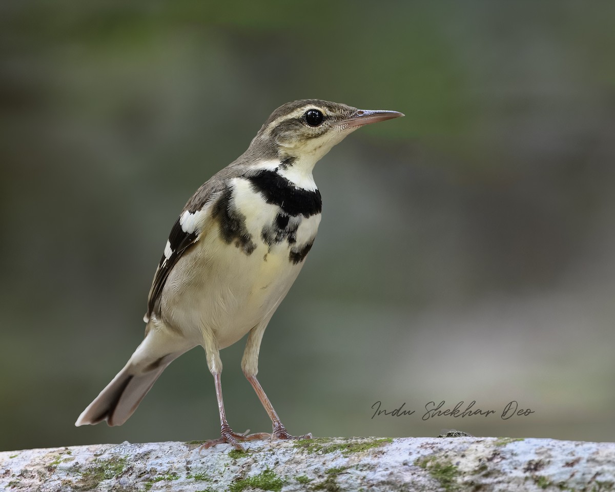 Forest Wagtail - ML620598702