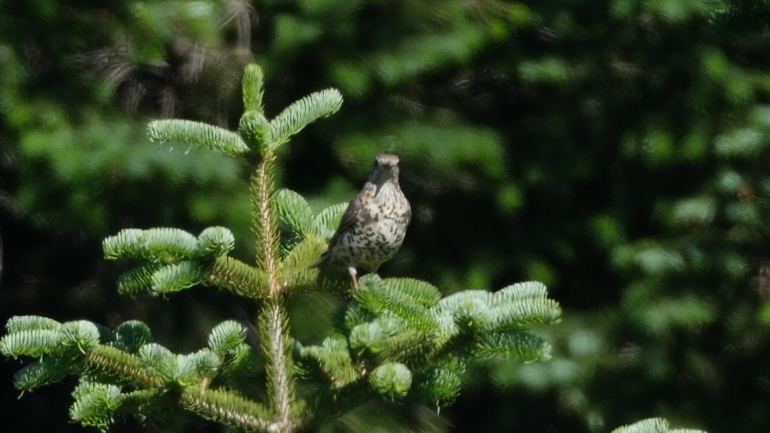 Mistle Thrush - ML620598709