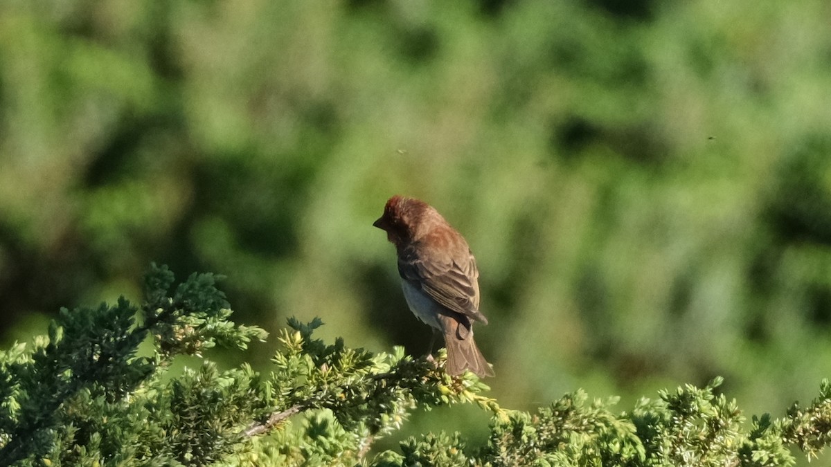 Common Rosefinch - ML620598717