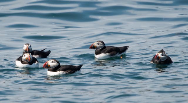 Atlantic Puffin - James Cronin