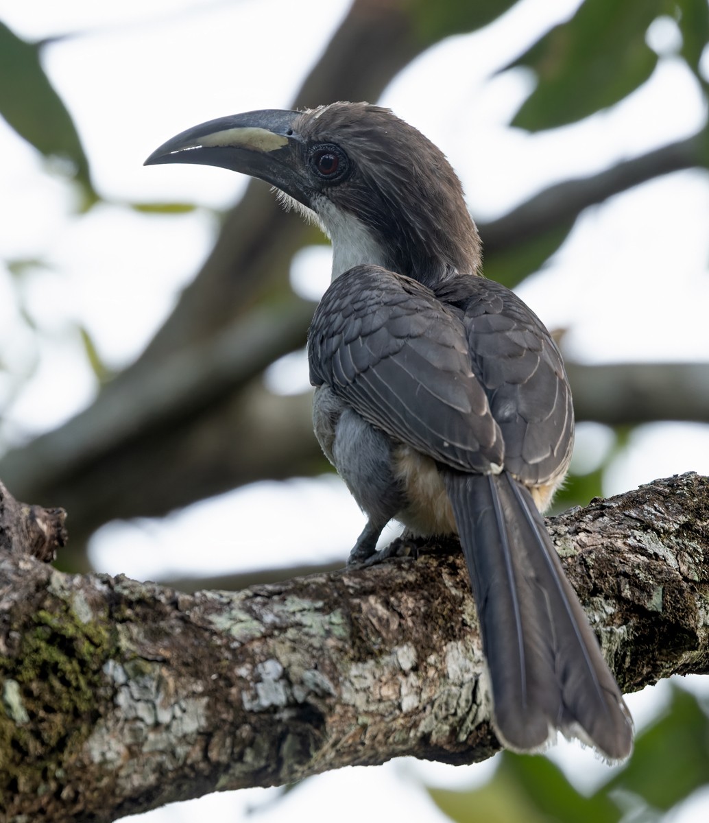 Sri Lanka Gray Hornbill - ML620598728