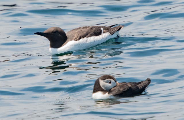 Common Murre - ML620598734