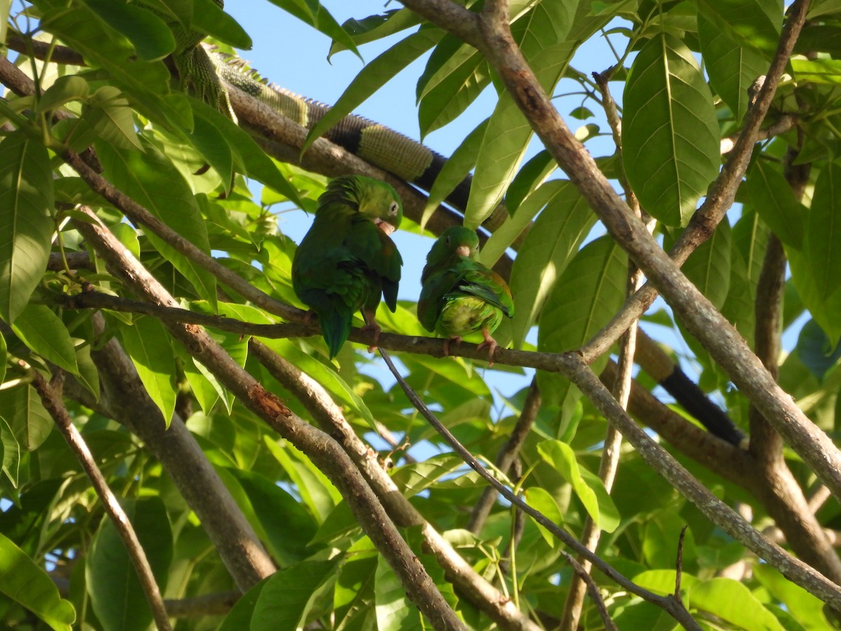 Orange-chinned Parakeet - ML620598740