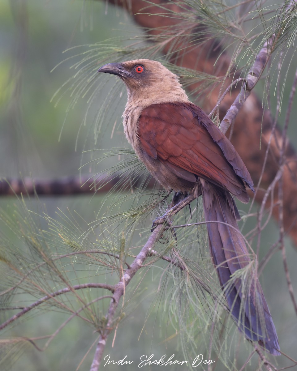 Andaman Coucal - ML620598741