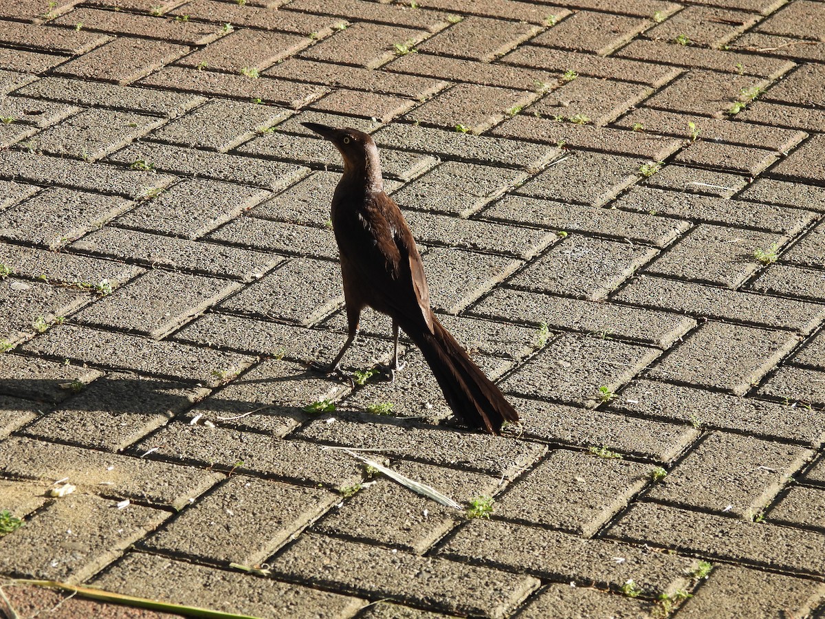 Great-tailed Grackle - ML620598745