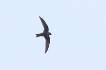 White-collared Swift - ML620598752