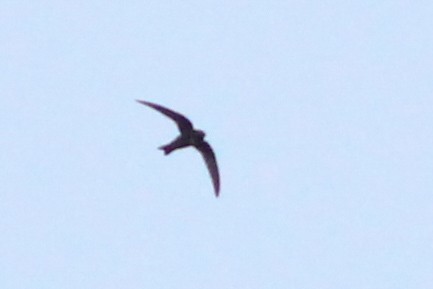 White-collared Swift - ML620598755