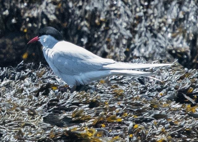 Arctic Tern - ML620598766