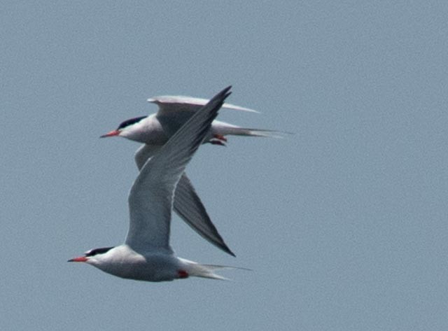 Arctic Tern - ML620598767