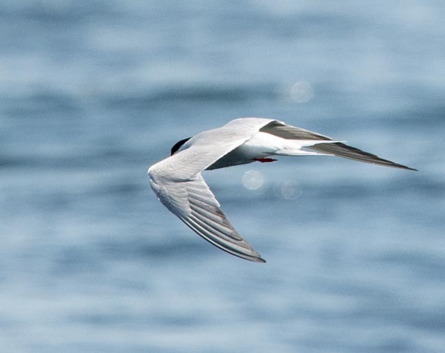 Arctic Tern - ML620598768