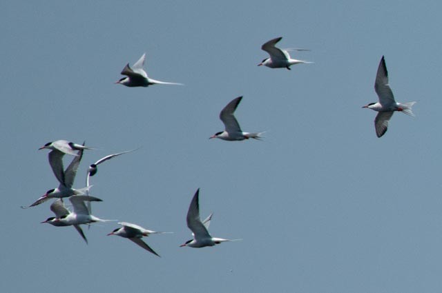 Arctic Tern - ML620598769