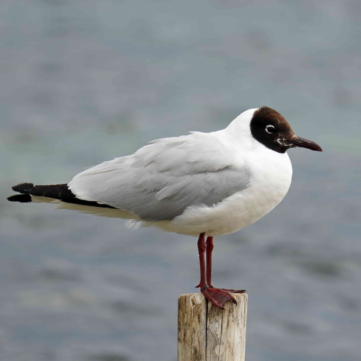 Andean Gull - ML620598770