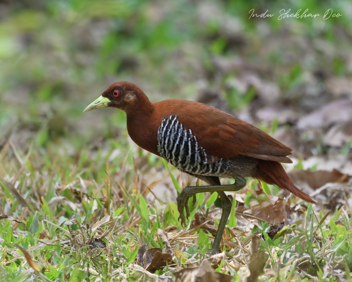 Andaman Crake - ML620598772