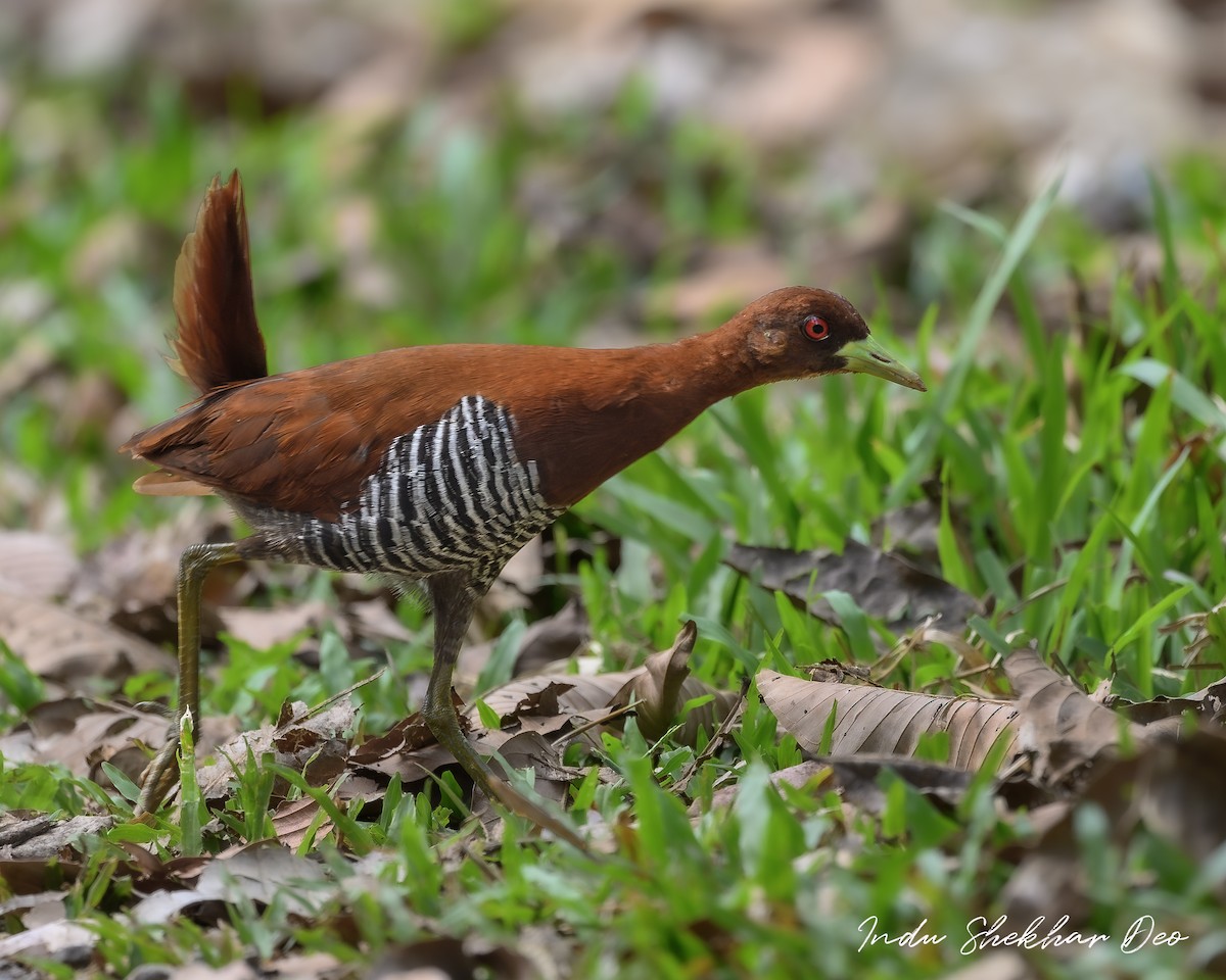 Andaman Crake - ML620598773