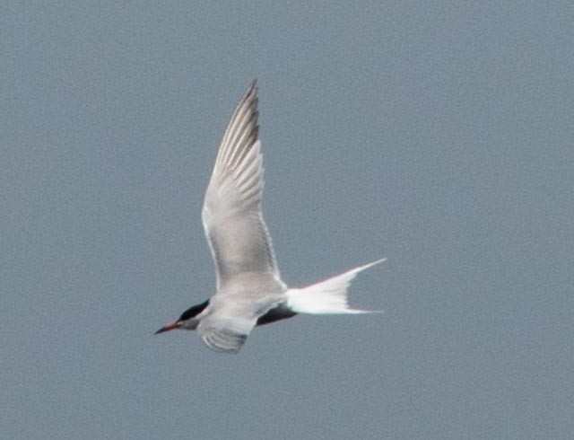 Arctic Tern - ML620598777