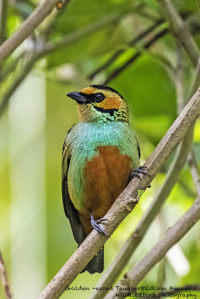 Golden-eared Tanager - ML620598780