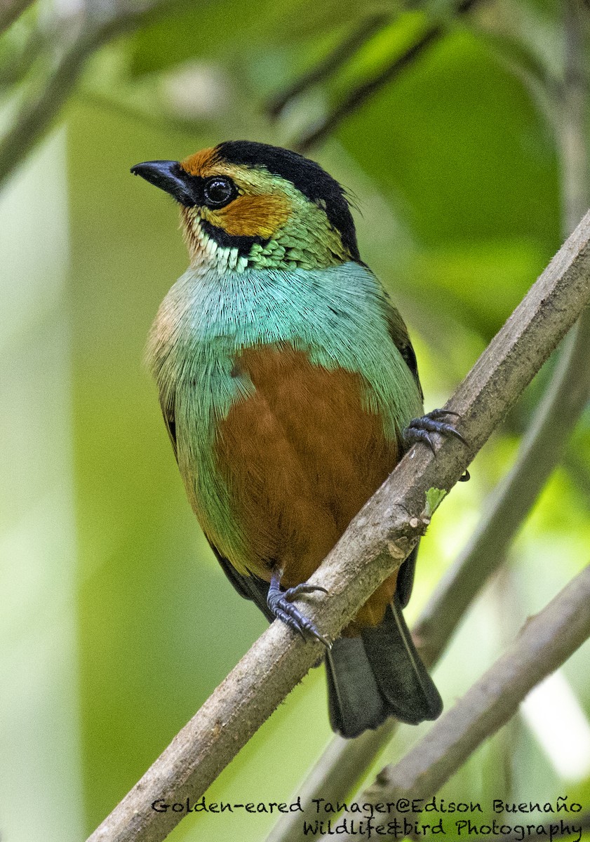 Golden-eared Tanager - ML620598781