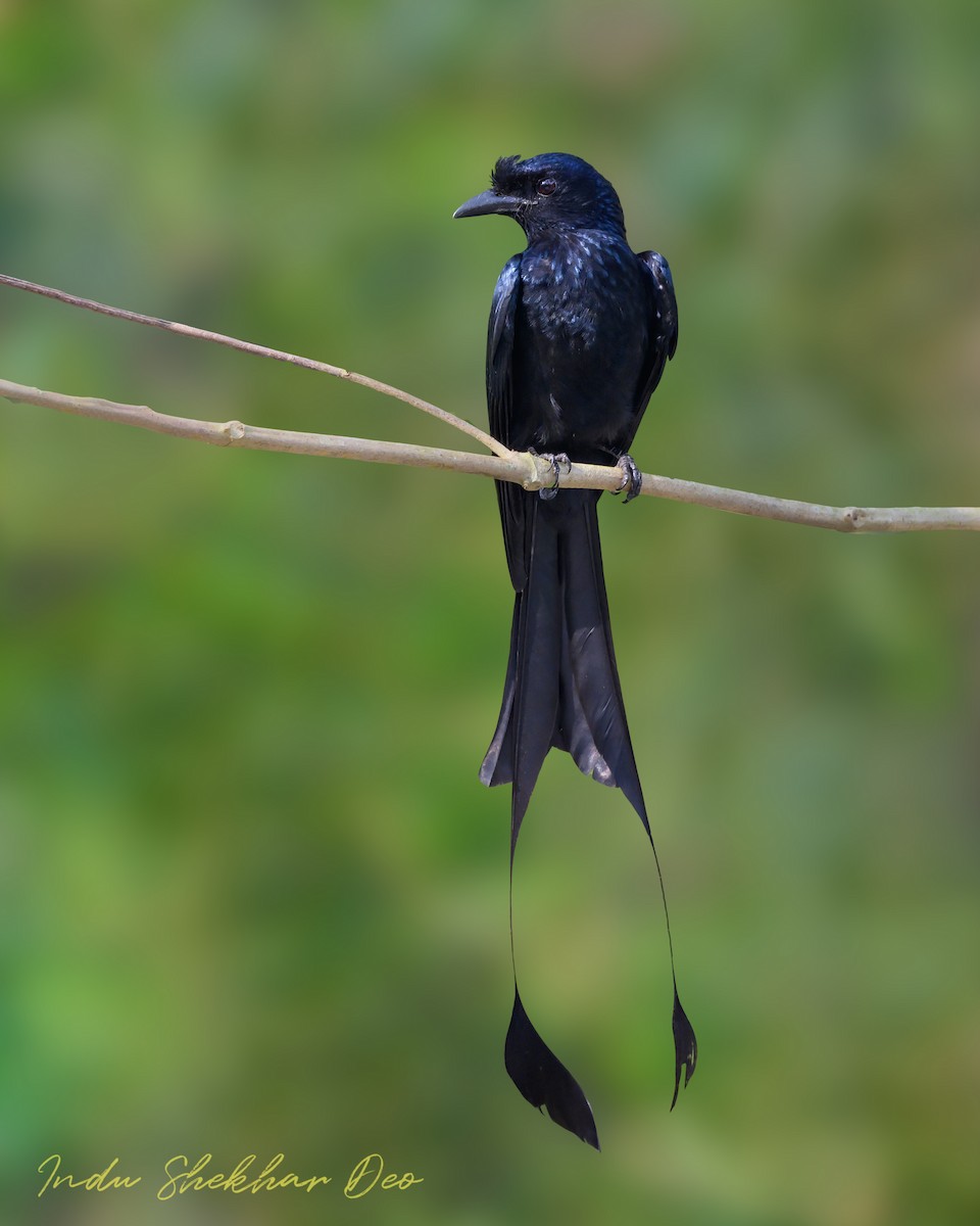 Greater Racket-tailed Drongo - ML620598786