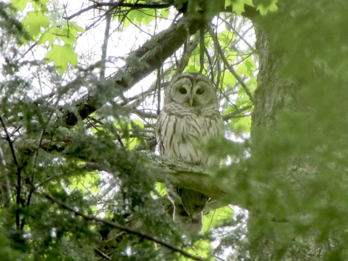 Barred Owl - ML620598789