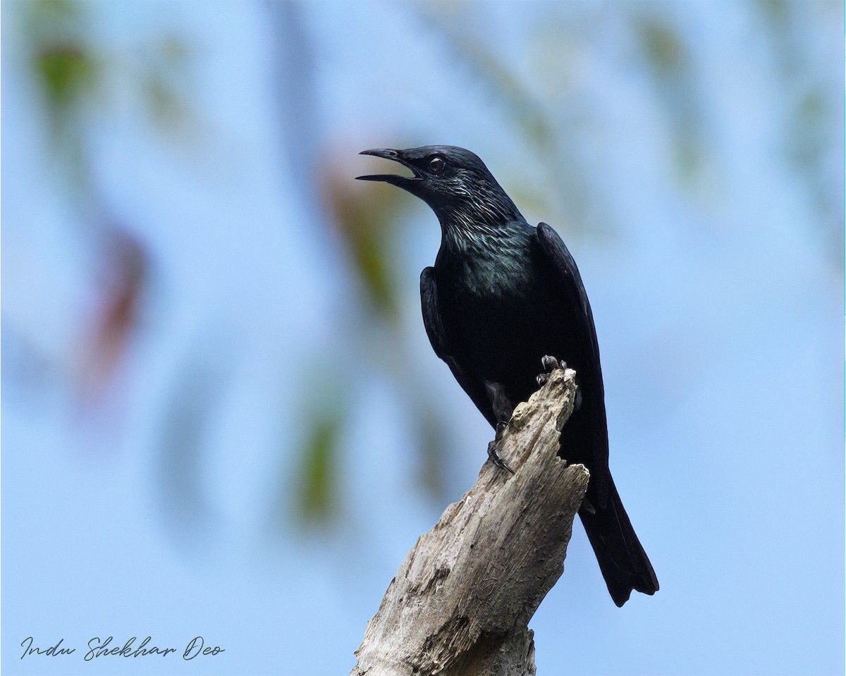 Asian Glossy Starling - ML620598793