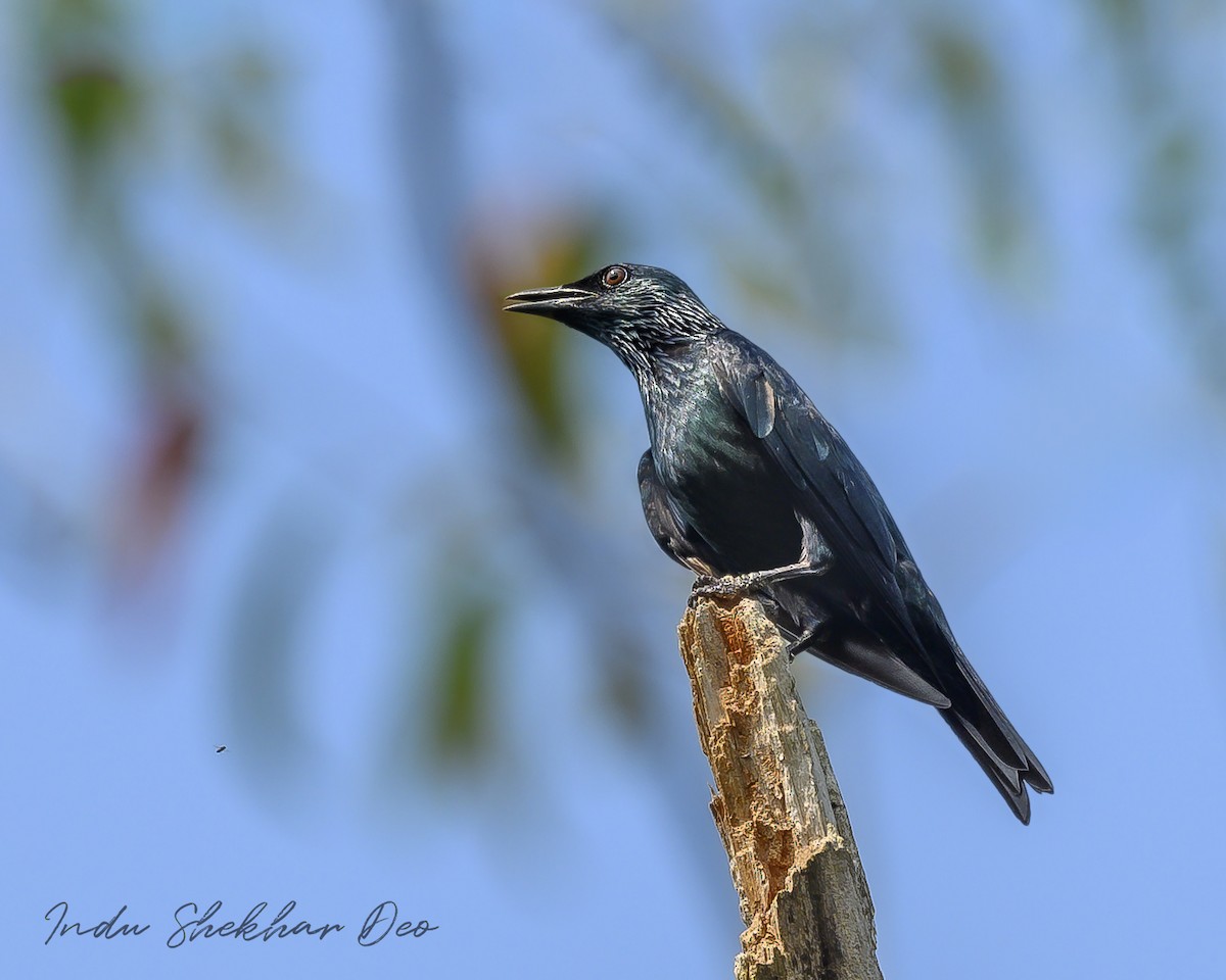 Asian Glossy Starling - ML620598794