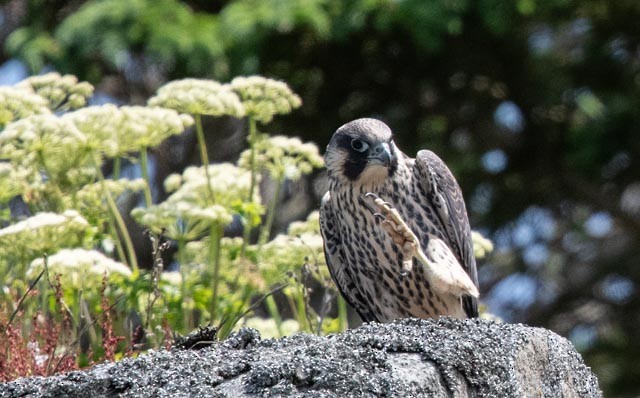 Peregrine Falcon - ML620598795