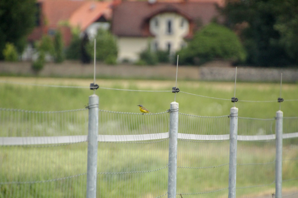 Western Yellow Wagtail - ML620598800