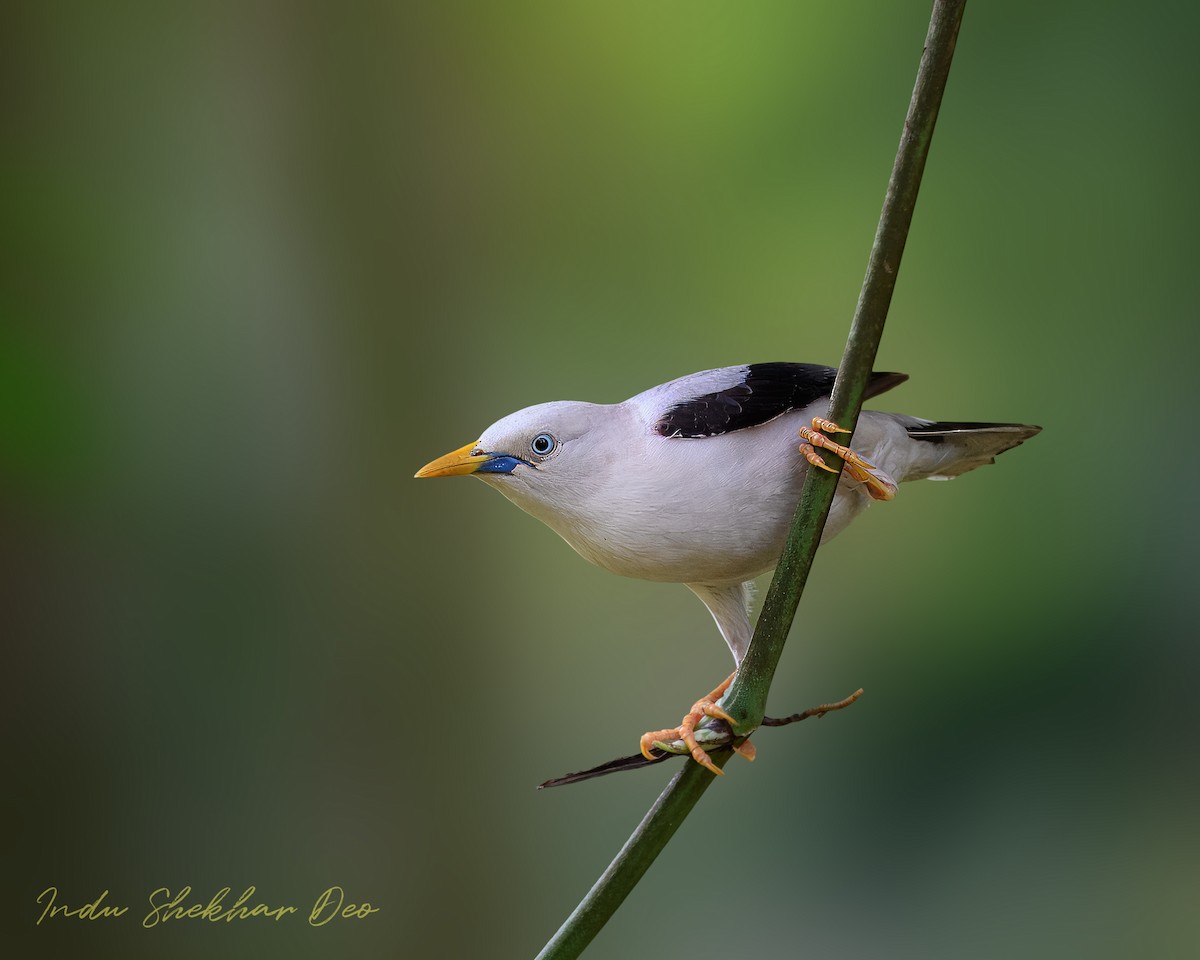 White-headed Starling - ML620598806