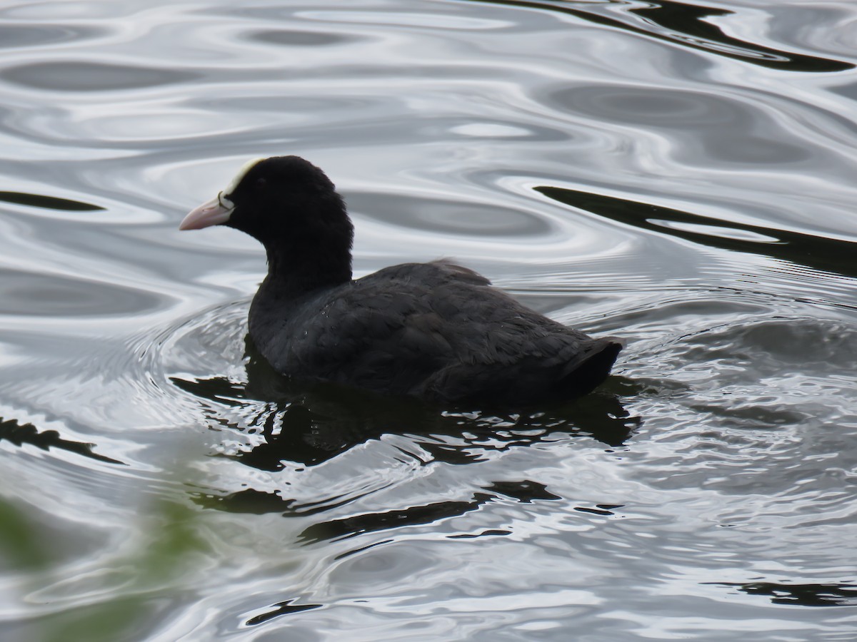 Eurasian Coot - Curtis Mahon