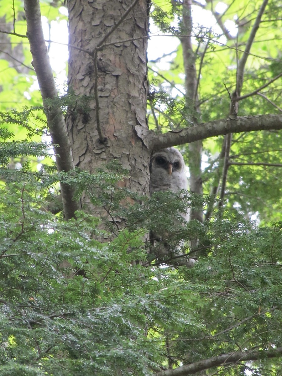 Barred Owl - ML620598812