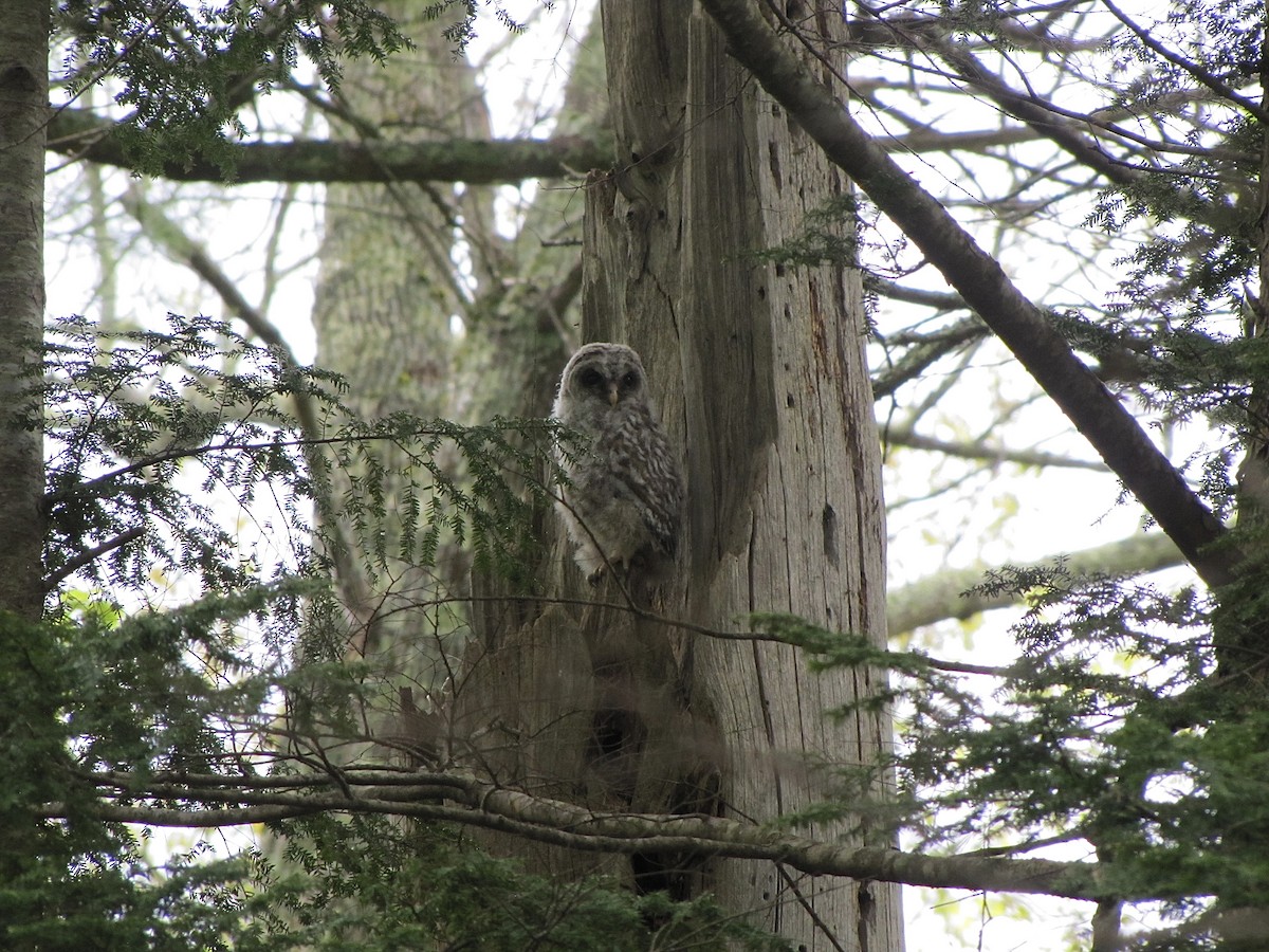 Barred Owl - ML620598815