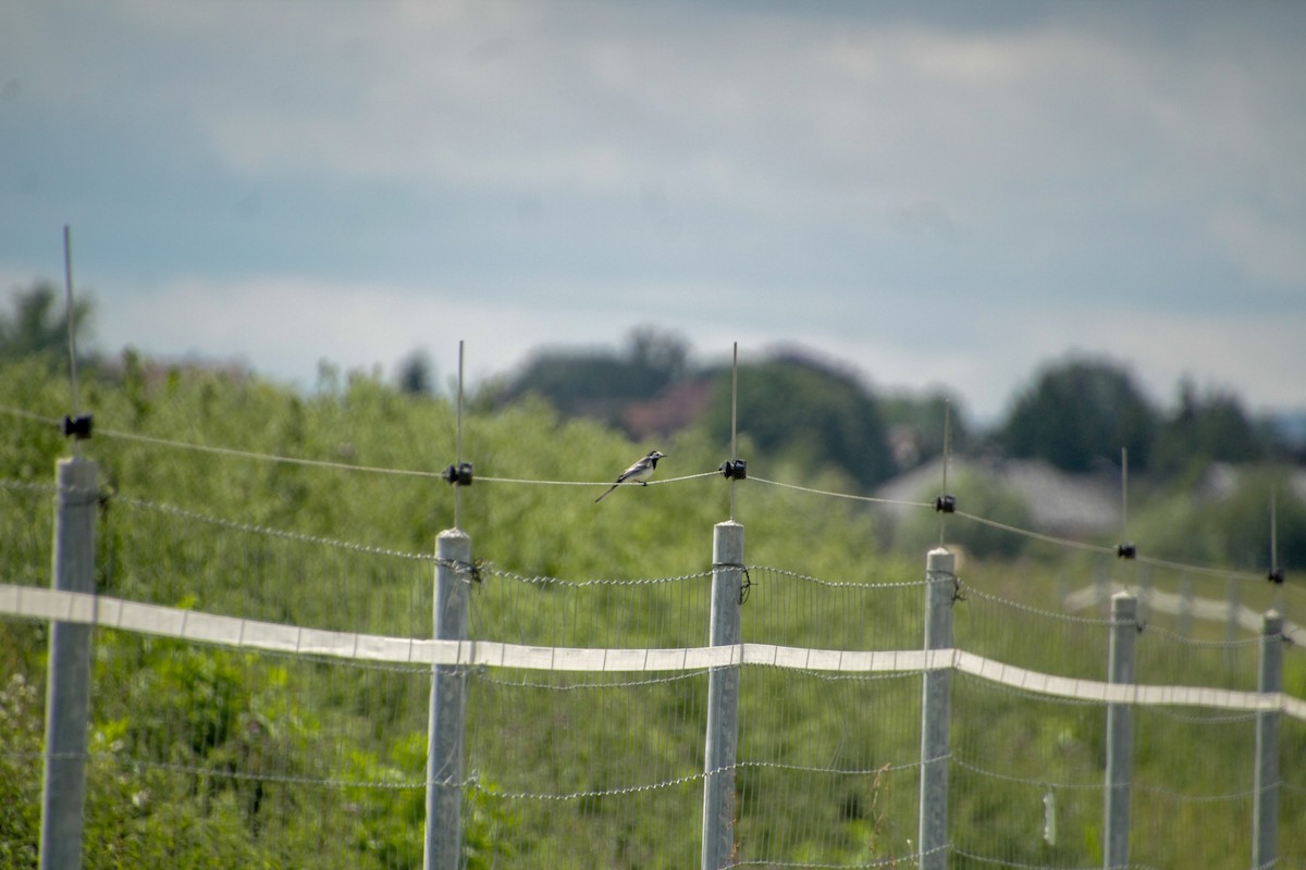 White Wagtail - ML620598820