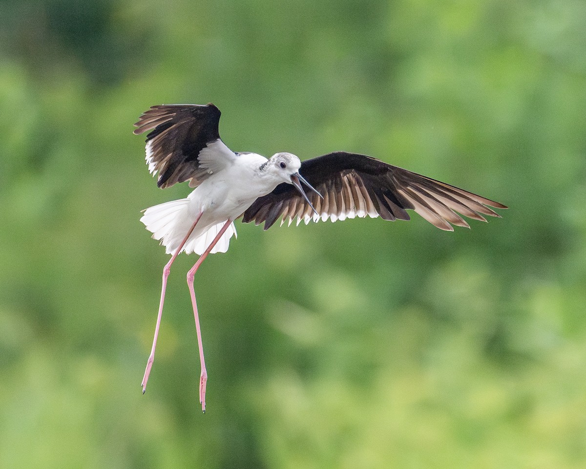 Black-winged Stilt - Yifei Zheng