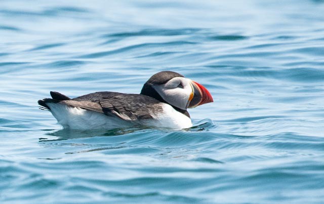 Atlantic Puffin - ML620598827