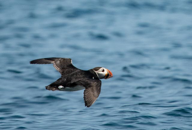 Atlantic Puffin - ML620598828