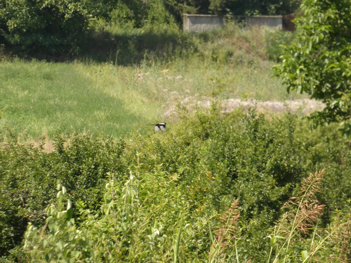 Eurasian Magpie - ML620598831