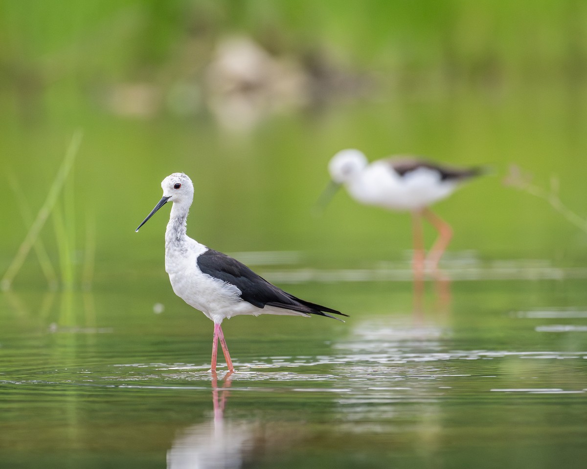 Black-winged Stilt - Yifei Zheng