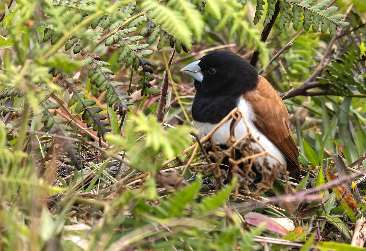 Tricolored Munia - ML620598845