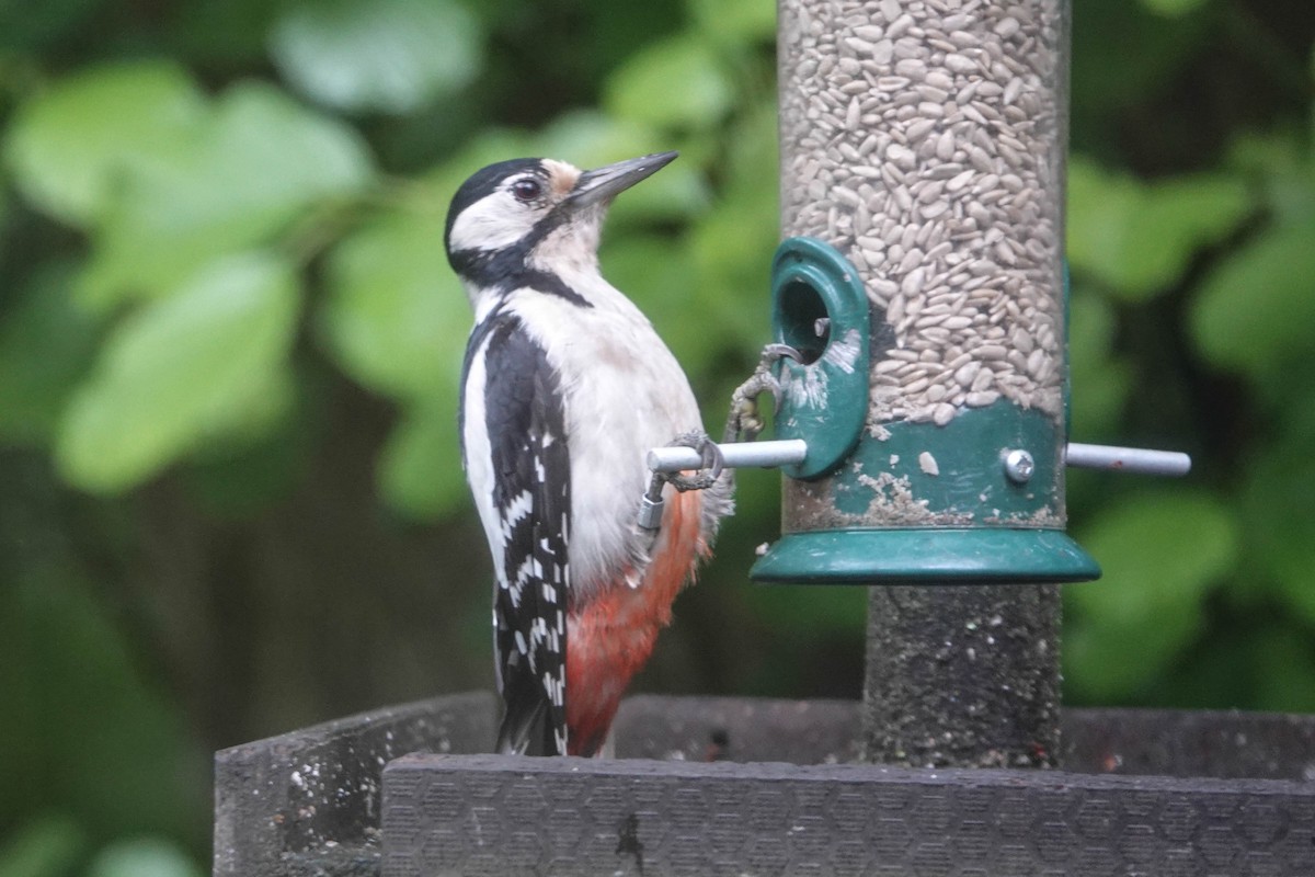 Great Spotted Woodpecker - ML620598848