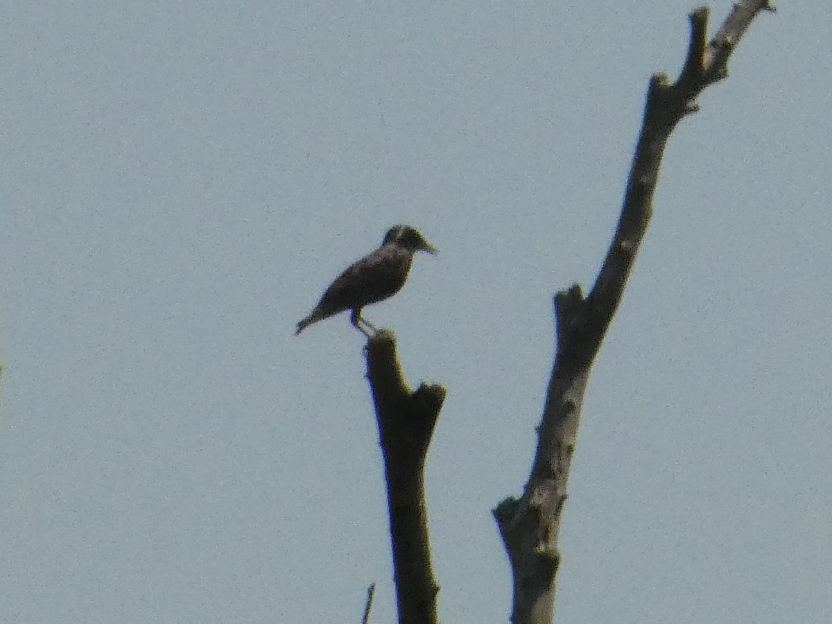Eurasian Tree Sparrow - ML620598850