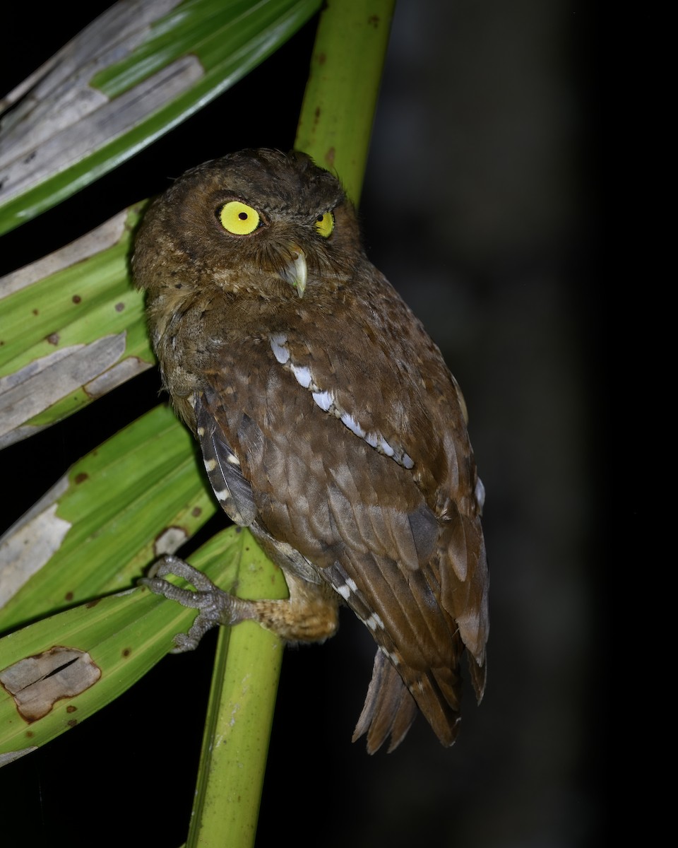 Andaman Scops-Owl - Indu Shekhar Deo