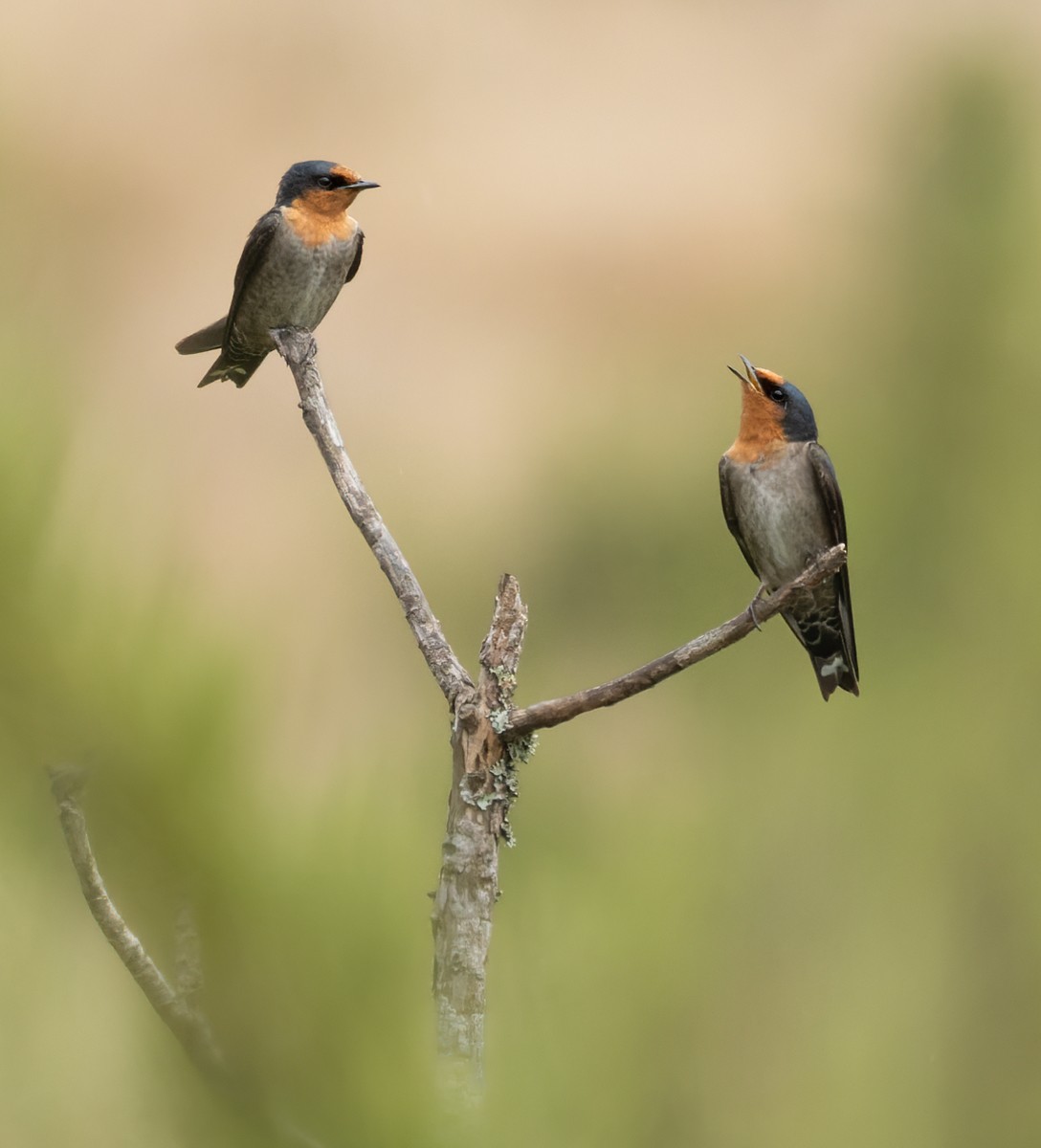 Golondrina de Cabaña - ML620598865