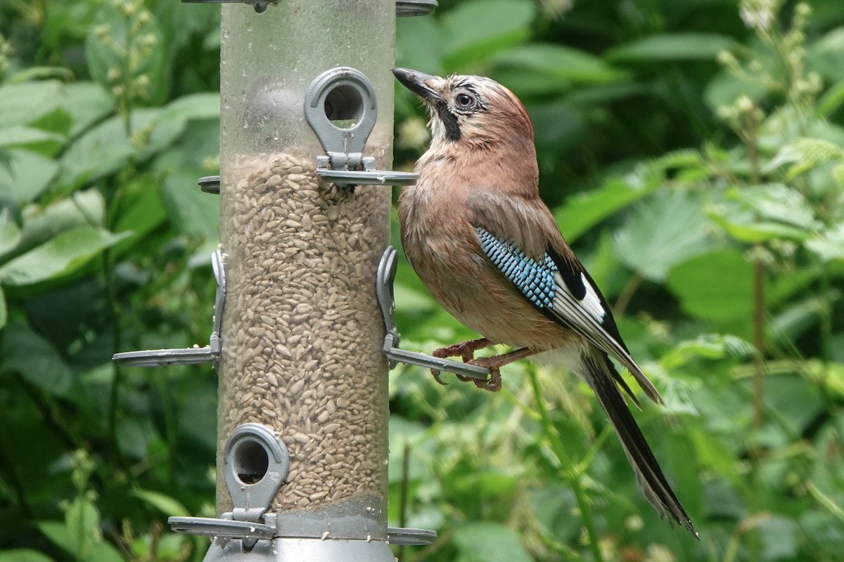 Eurasian Jay - ML620598868