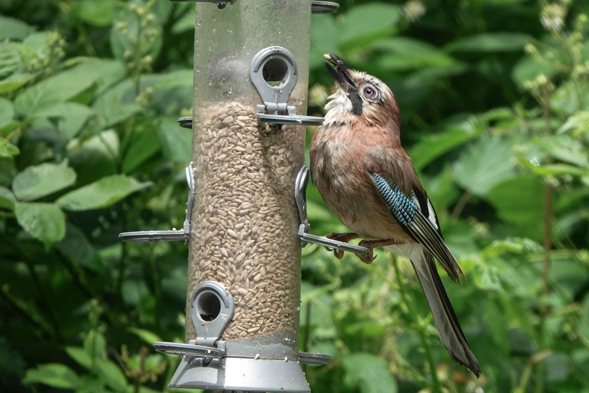 Eurasian Jay - ML620598869