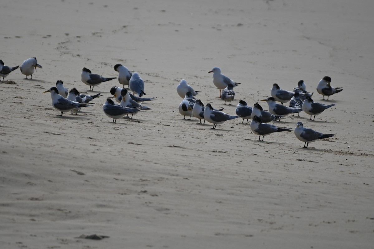 Great Crested Tern - ML620598873