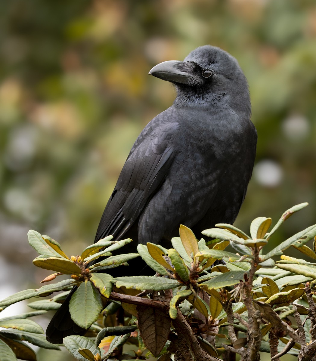 Large-billed Crow (Indian Jungle) - ML620598875