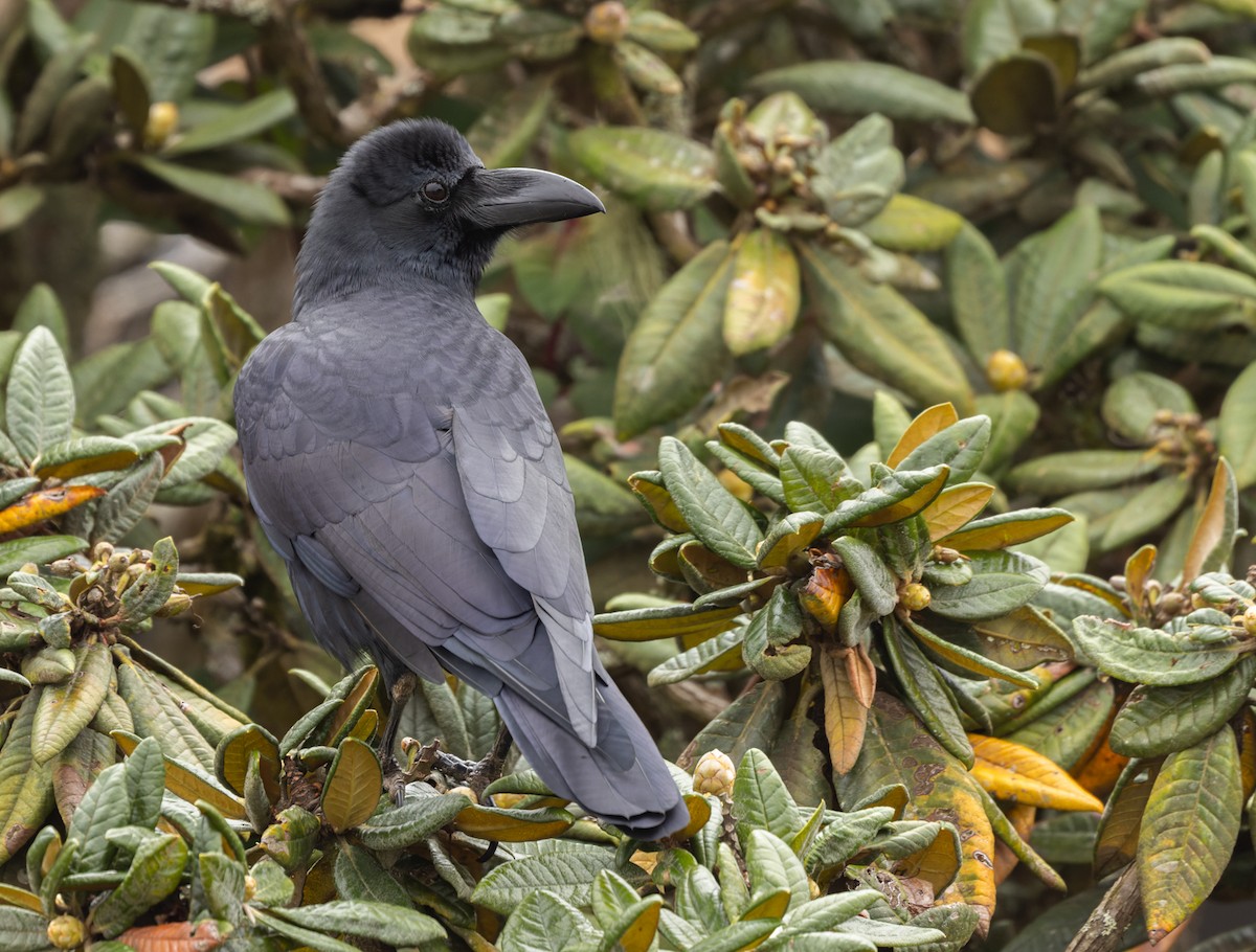 vrána tlustozobá (ssp. culminatus) - ML620598876