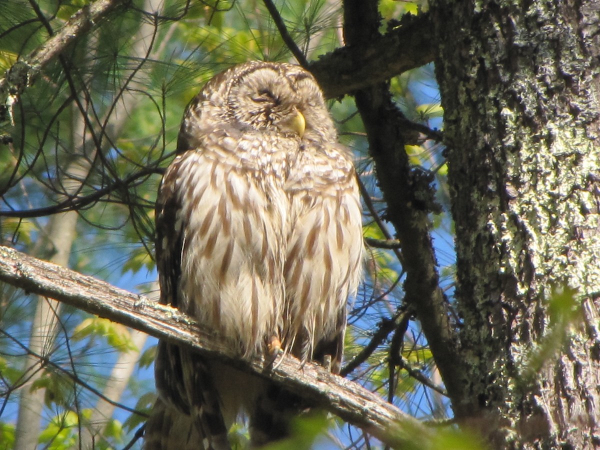 Barred Owl - ML620598881