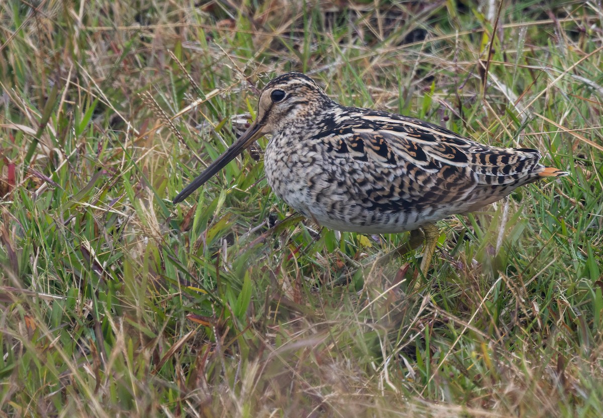 Pin-tailed Snipe - ML620598883